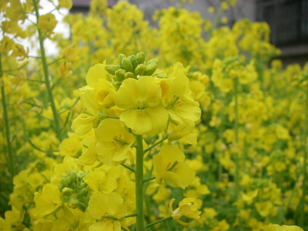 菜の花や月は東に日は西に 久我山の四季blog